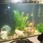 голям аквариум с рибки оборудван 50 х 40 х 24, снимка 11