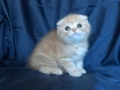 Клепоухи късокосмести котета, снимка 12