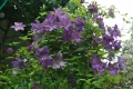 Clematis ‘Solina’, снимка 3