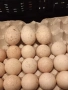 ПРОДАВАМ ОПЛОДЕНИ КОКОШИ ЯЙЦА , ЗА РАЗПЛОД, снимка 12