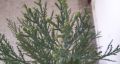 Гигантска секвоя, 2 годишна. (Sequoiadendron giganteum), снимка 3
