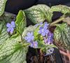 Brunnera Silver Heart(Брунера Сребърно сърце), снимка 2