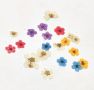 4 вида ситни сухи цветя маргаритки цветчета в кутия за декорация украса, снимка 8