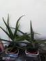 ЖЪЛТА КЛИВИЯ, АЛОЕ ARBORESCENS И АЛОЕ BARBADENSIS., снимка 8