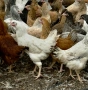 продавам ярки кръстоска за яйца и месо , снимка 3