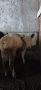 Продавам 2 бр телета , снимка 4
