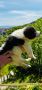 Българско овчарско куче(каракачанско), снимка 6