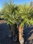 Палми трахикарпус до - 22 издръжливи , снимка 4