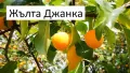  Плодни дръвчета, снимка 4