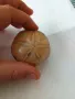 Фосил пясъчен долар, снимка 3