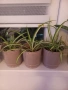 Хлорофитум, снимка 1