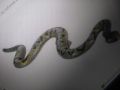 Надуваема змия,98см