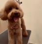 Dog Grooming фризьорски салон за кучета, снимка 6