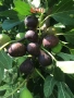 Смокиня - Мичуринска , снимка 2