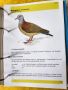 Декоративни птици - Немски стандарт (официален), цветен, над 300 вида описани, критерии за оценка..., снимка 8