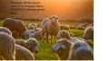 Продавам овце, снимка 1 - Овце - 45794530