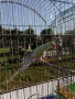 Продавам папагали , снимка 3