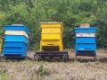 Пчелни кошери със семейства, снимка 1 - Други животни - 45877261