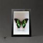 Тропическа пеперуда в рамка, снимка 1 - Декорация за дома - 45903633