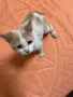 Подарява се мъжко котенце, снимка 4
