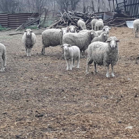 Продавам овце, снимка 9 - За селскостопански - 44937151