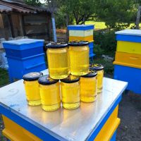 Мед Акация-2024, снимка 1 - Пчелни продукти - 45899690