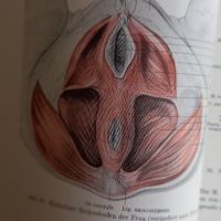 Grundlagen der Anatomie (Основи на анатомията ), снимка 4 - Учебници, учебни тетрадки - 45746261