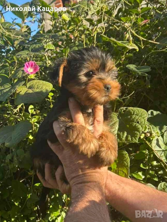 Йоркширски териер , снимка 1