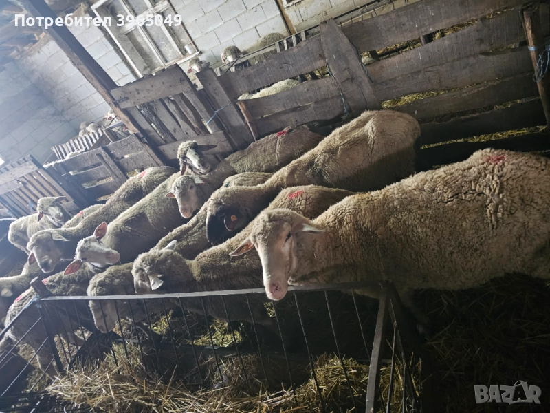 Овтце за клене , снимка 1