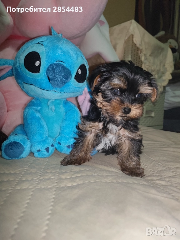 Йоркширски териер , снимка 1