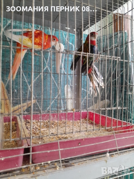 розела , снимка 1