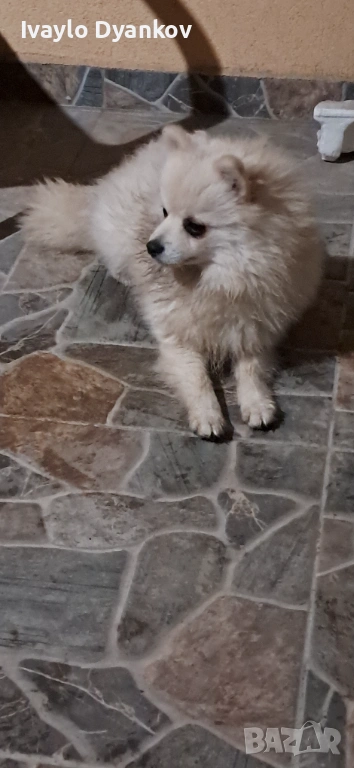 Померанче , снимка 1