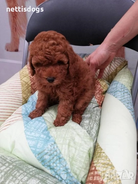 Истински Той Пудел, снимка 1