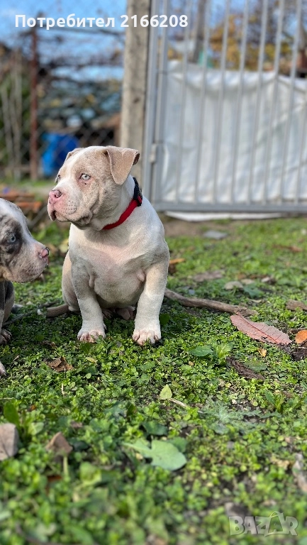 Американско Були Покет, снимка 1