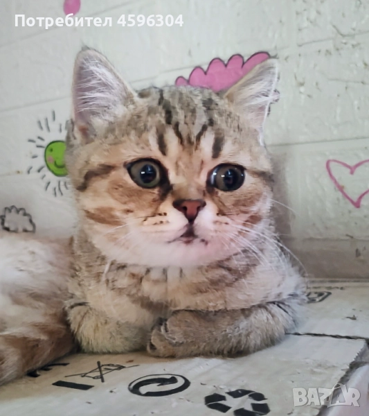 Британски и шотландски котенца , снимка 1