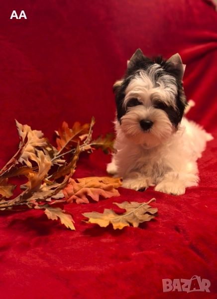 Йорки Бивер с родословие, момиче, снимка 1