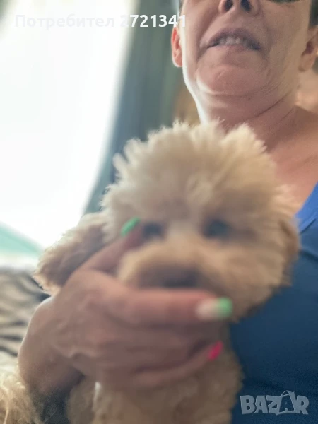 Той пудел/пудел той, снимка 1