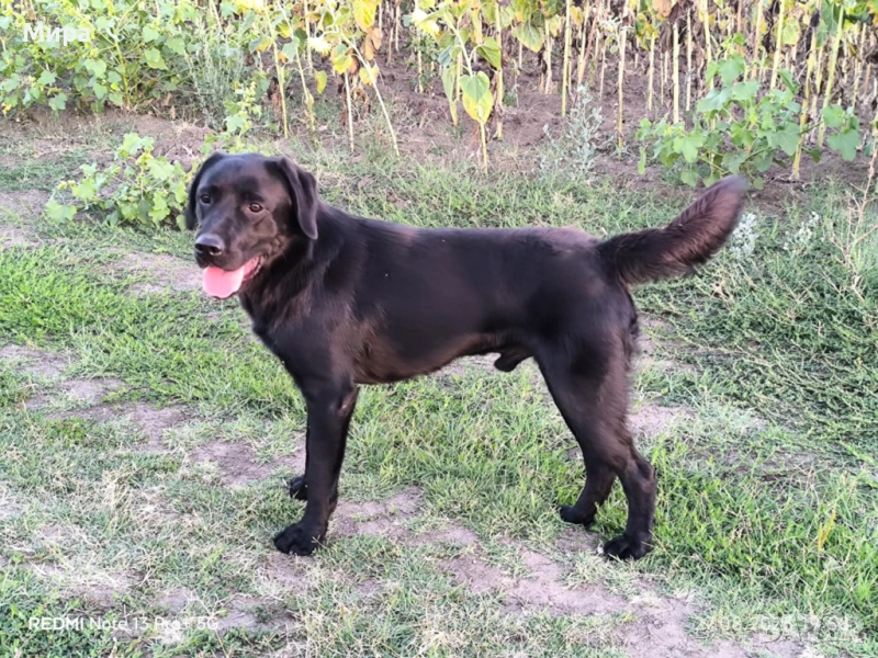 Подарявам мъжки лабрадор , снимка 1