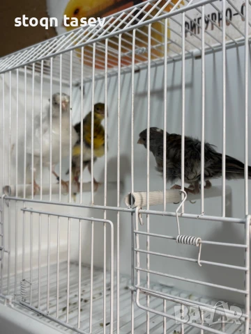 Канари цветни и къдрави, снимка 6 - Канари - 50811624