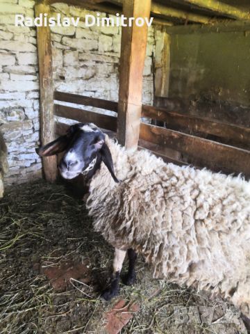 Продавам черноглава Плевенска овца към 81килограма гледана със мерак за номер за връзка 088 518 9601, снимка 6 - Овце - 45913609