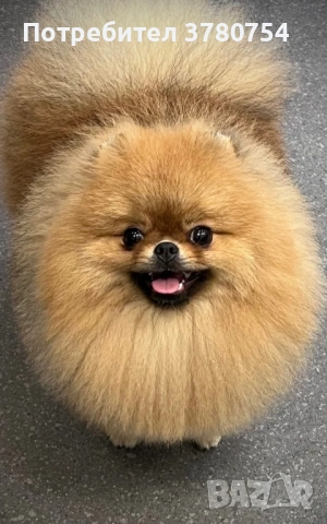 Померан мини , снимка 7 - Померан - 53627090