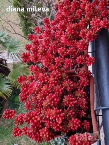 Седум Коралов килим, Sedum album Coral Carpet