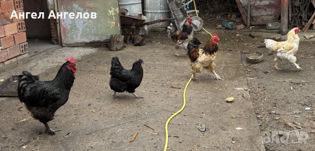 Продавам петли, снимка 3 - Кокошки и пуйки - 54136085