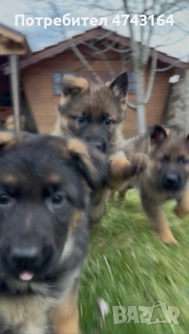 Чистокръвни Немски Овчарки, снимка 14 - Немска овчарка - 53542207