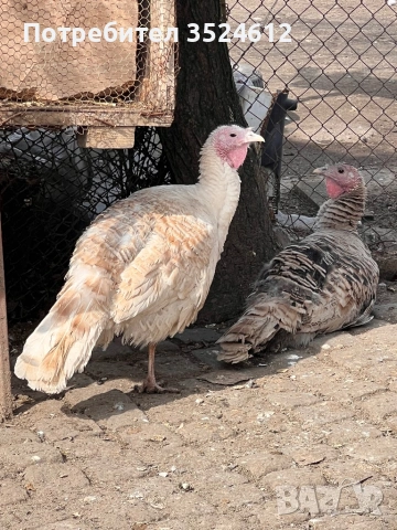 Продавам пуйки намират се в гр Раднево един мъжки и 3 женски. 