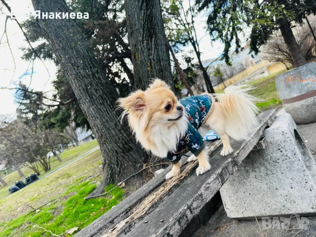 Мъжко чихуахуа за разплод, снимка 1 - Търси партньор - 48461923