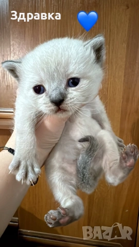  Колор пойнт бебета , снимка 4 - Британска късокосместа - 47976326