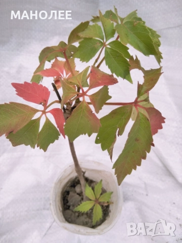 Дива лоза, снимка 3 - Градински цветя и растения - 52038075