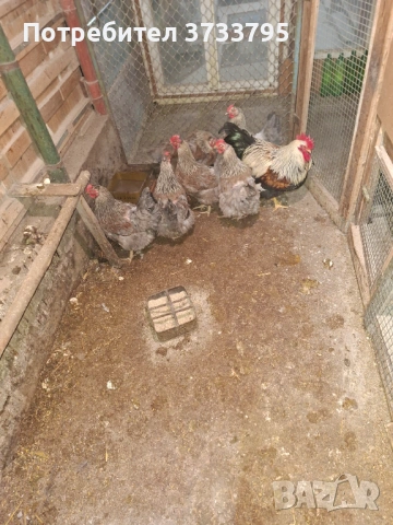 Катунски кокошки, снимка 9 - други­ - 53697525