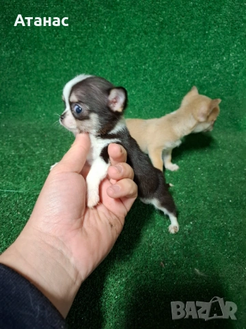 Чихуахуа, снимка 3 - Чихуахуа - 54097152